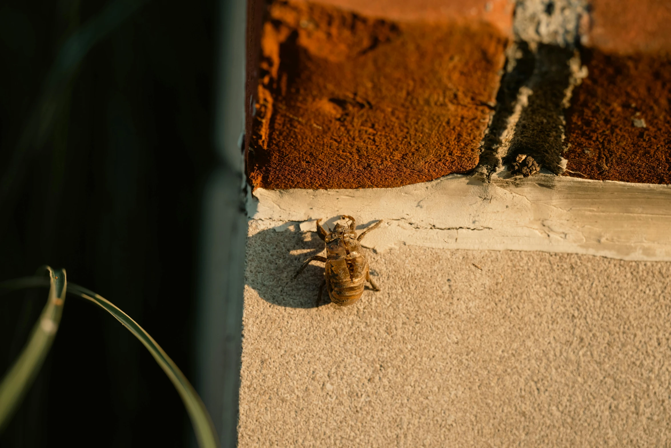 a spider crawls by a corner of a building