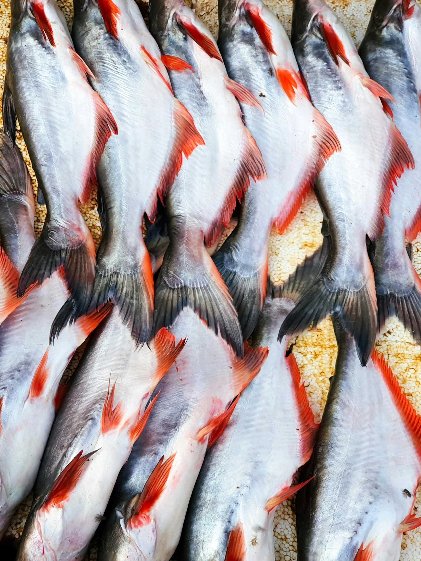 a group of fish are lined up in a bin