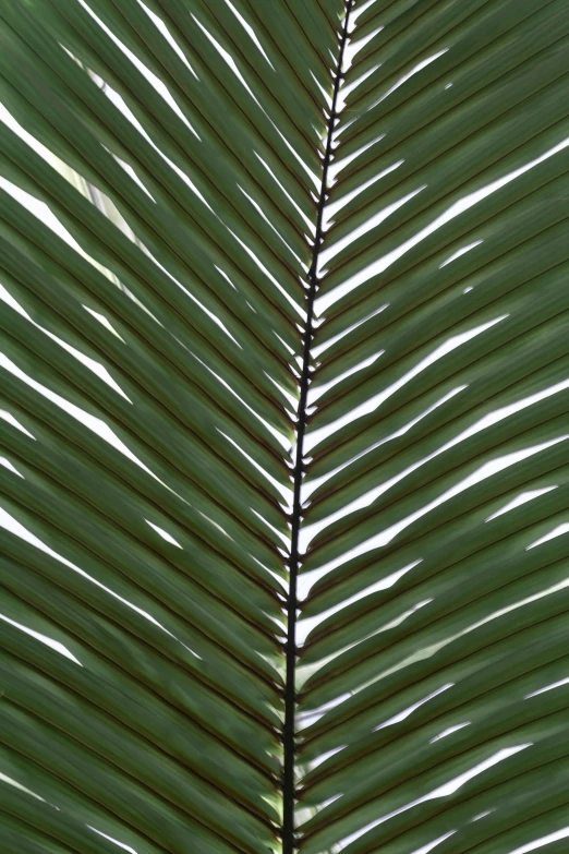 a green leaf is shown in the foreground with sun shining behind it