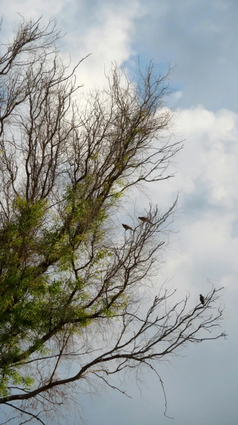 birds are perched on top of trees in the distance