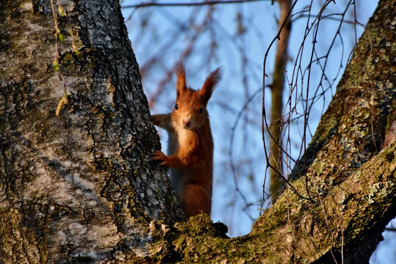 a red squirrel climbing up the side of a tree