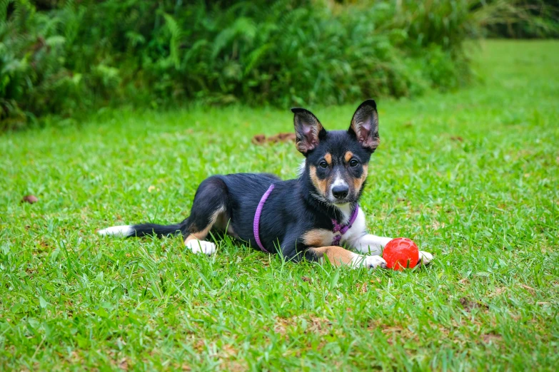 a black and brown dog laying in a grassy field