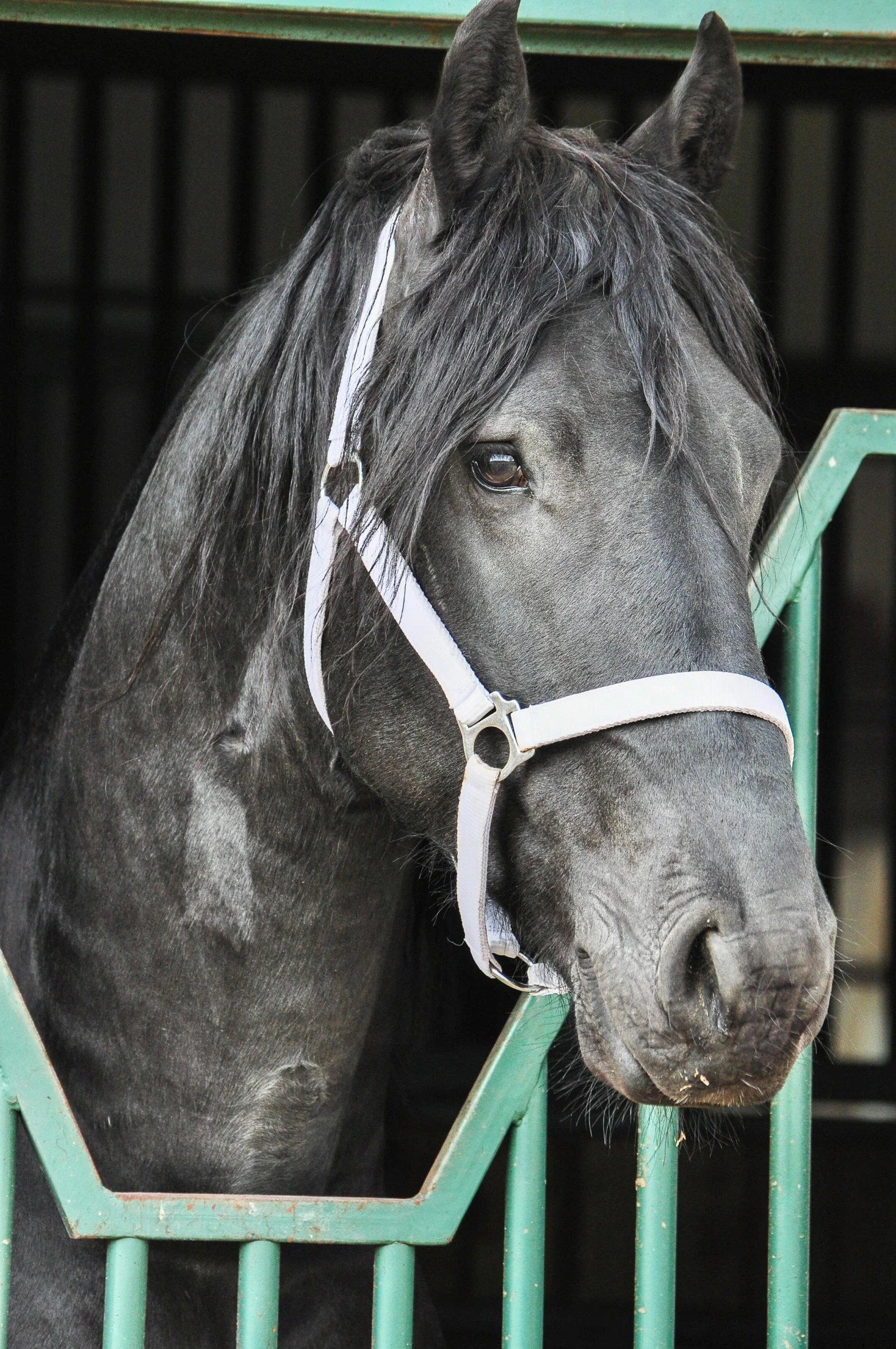 a grey horse with white lines on it's forehead