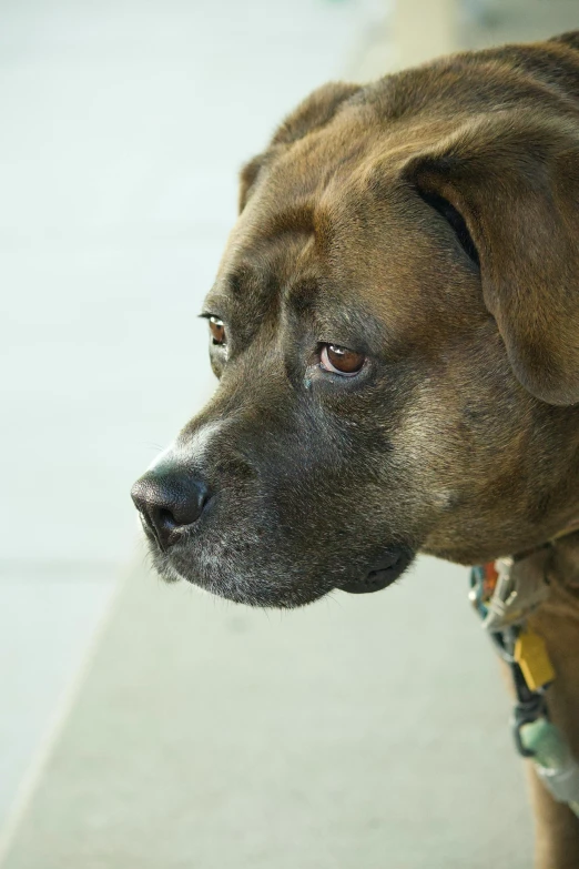 a brown dog with a black nose and some tags on its collar