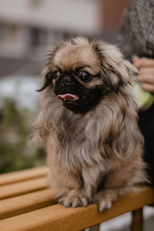 the dog sits on the wooden bench outside