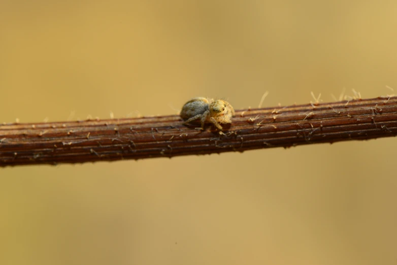 two little bugs crawling on the end of a stick