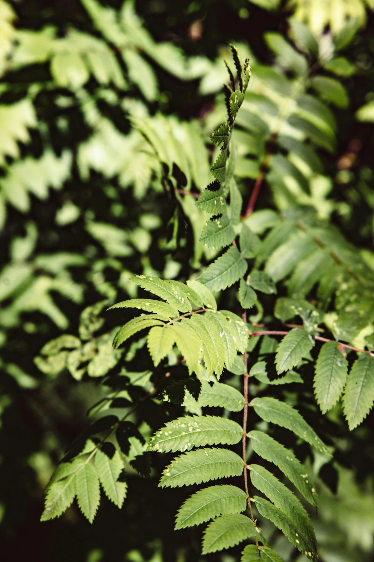 green leaves are all over the area on this tree