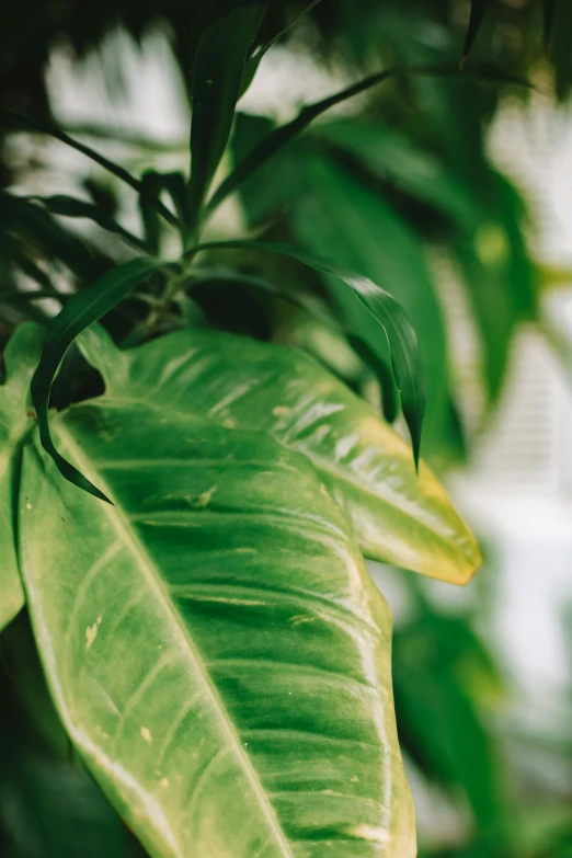 green leafy plants in an outdoor setting