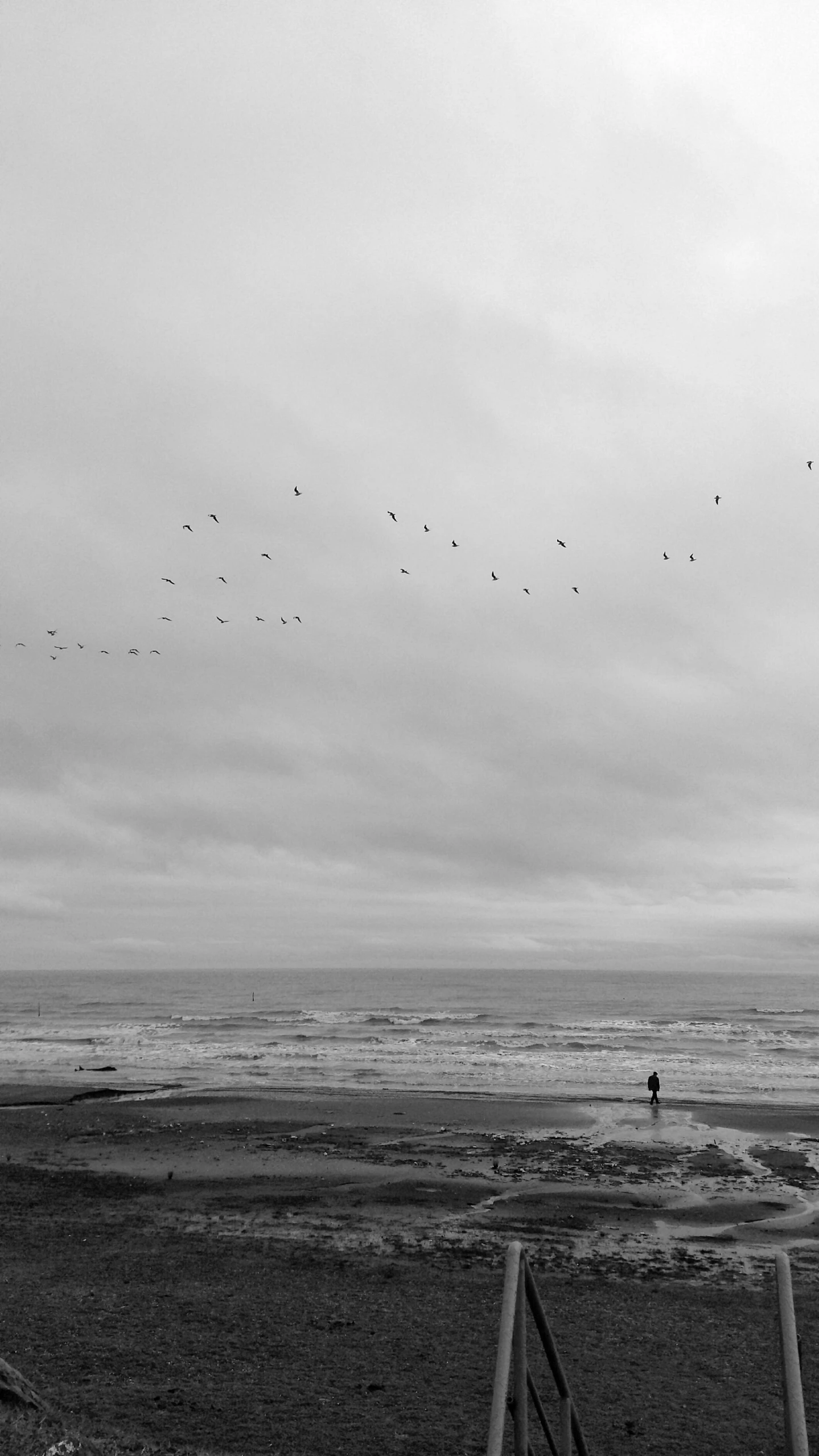 a person standing on the beach looking at birds