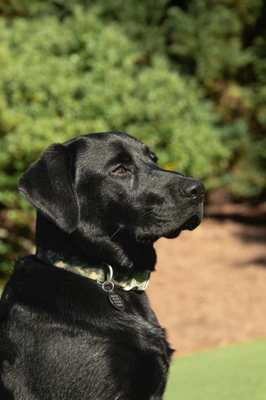 the dog looks up and to the right