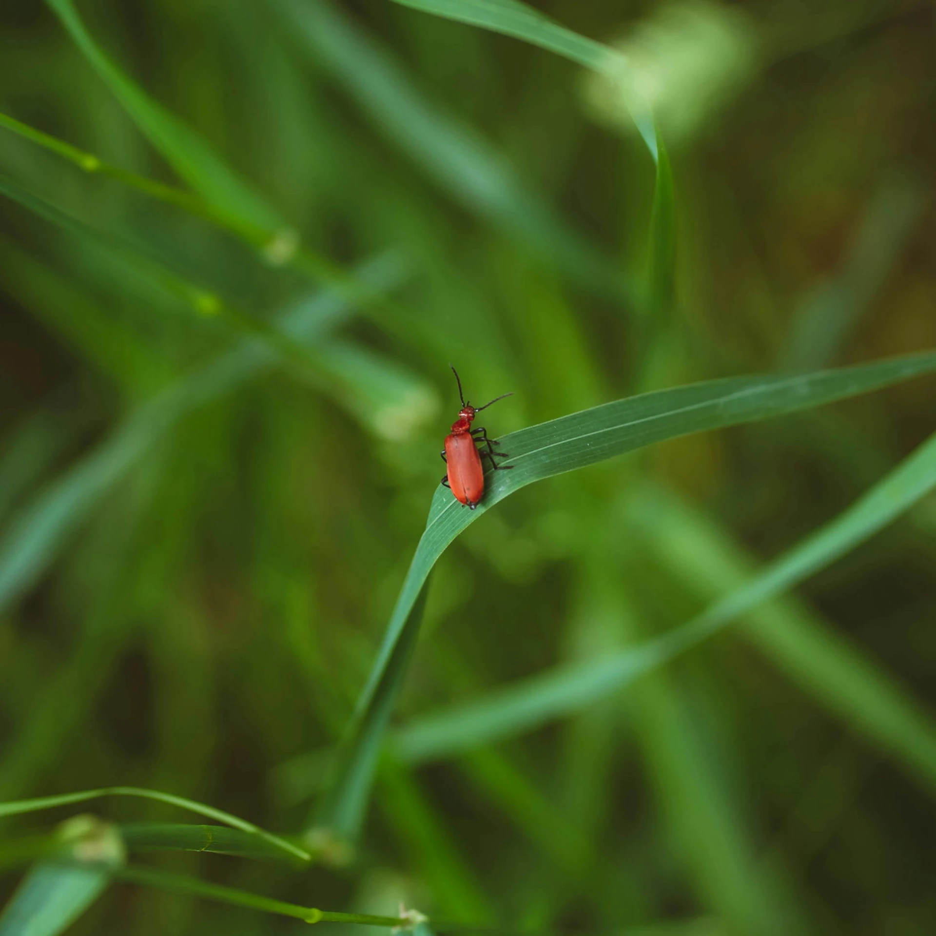 a lady bug on a blade of grass