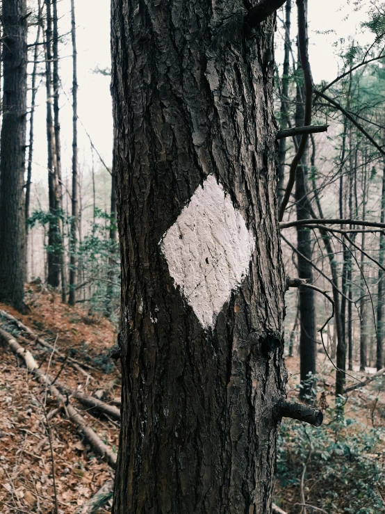 white diamond on the bark of an old tree in the woods