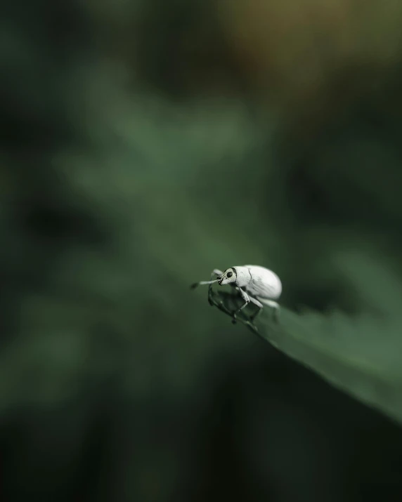 a black and white po of a tiny insect