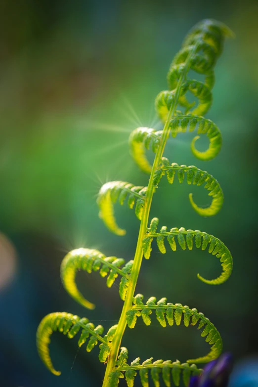 a plant with many small bubbles growing in the air