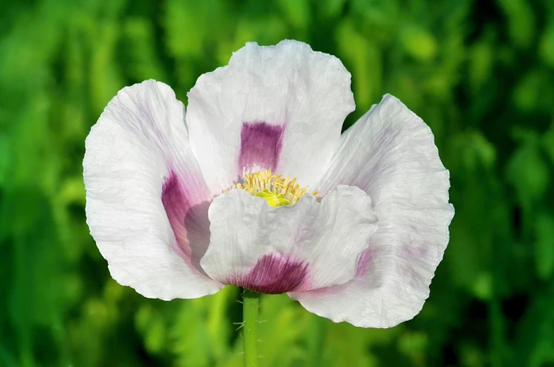 a white and pink flower with a black center