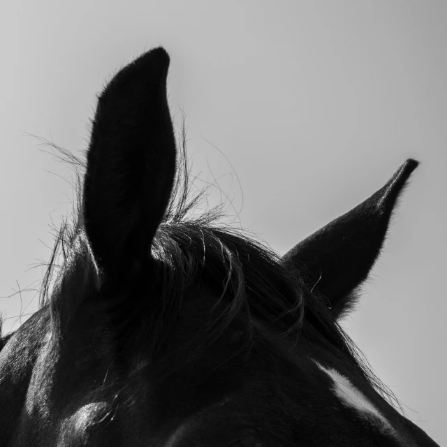 the back end of a horse's head showing the long ears