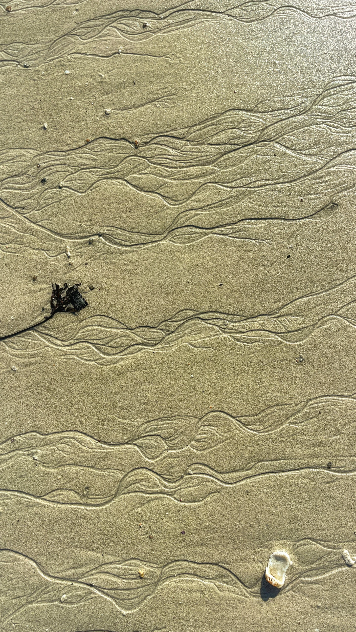 the sand has a small dot on it