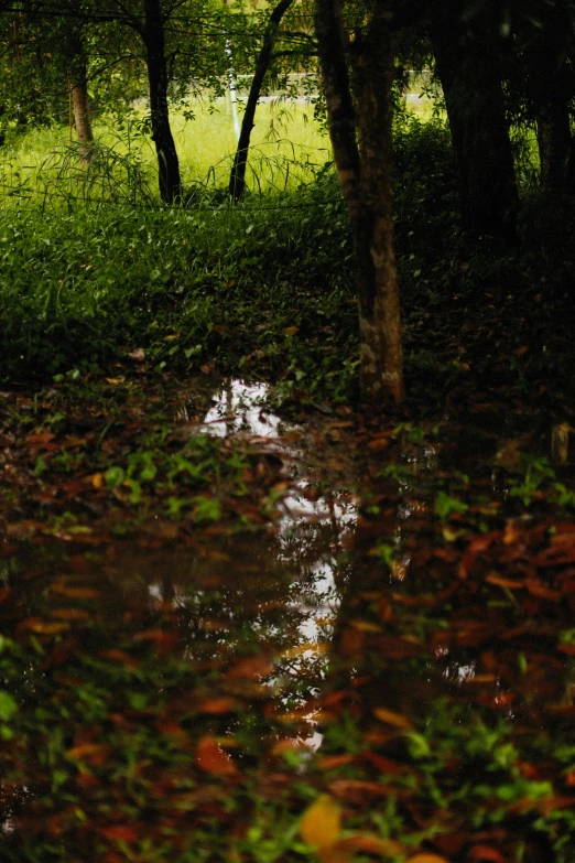 a very dark scene of a wet dle in the woods