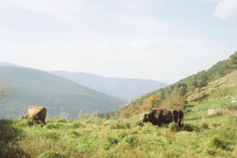 some cows are on the side of a grassy hill