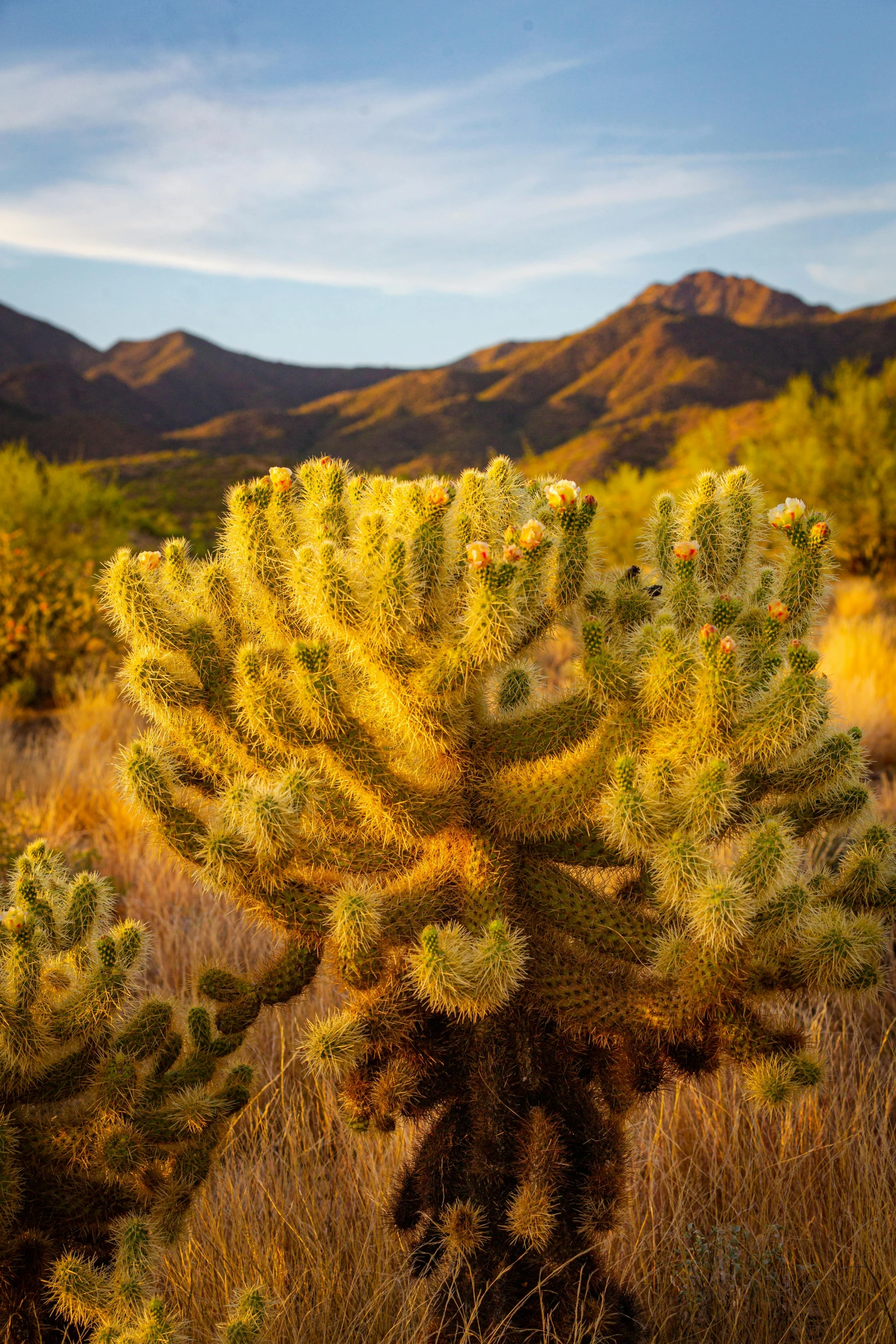 a cactus grows in a field near some mountains