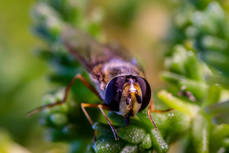 close up of a bug resting on a plant