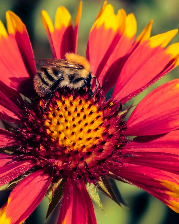 a bee is sitting on top of a red and yellow flower