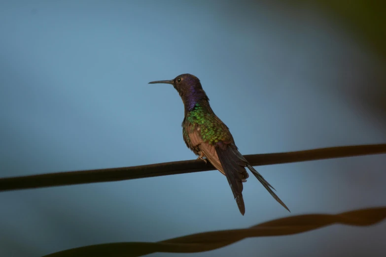 hummingbird sitting on a wire, back light