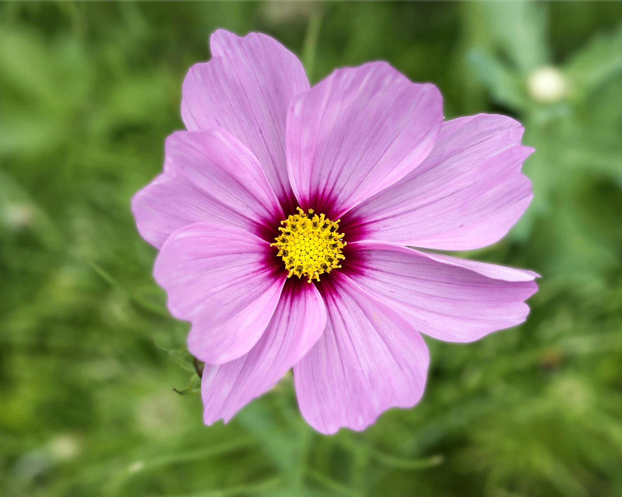 a close up of a purple flower with green foliage