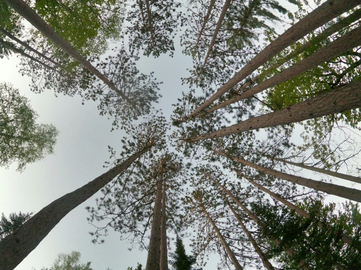 tall trees rise above the forest in a wide view