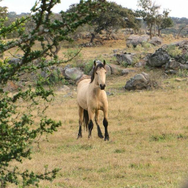 an equestrian horse standing in the middle of a field