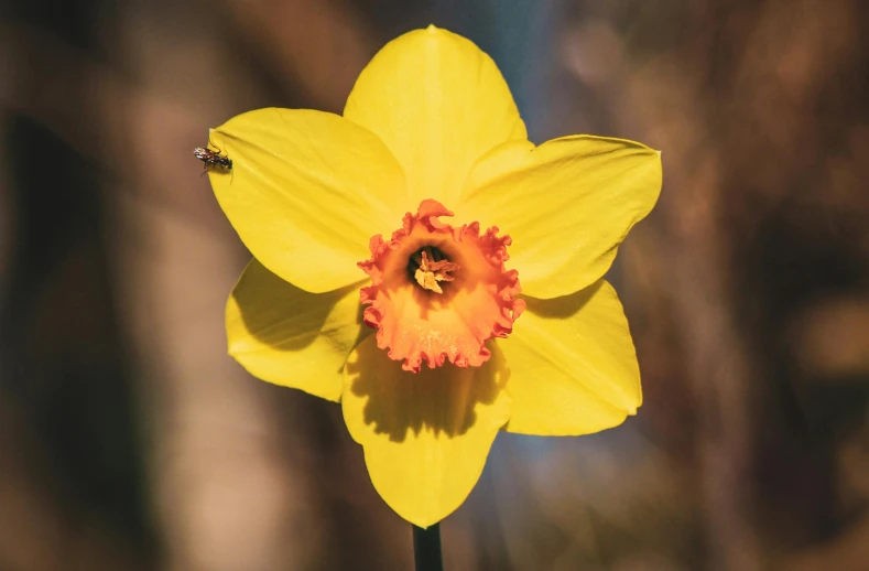 a yellow flower with a pink center and bee inside it