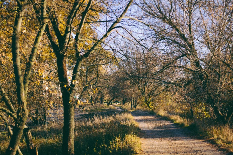 a dirt road running through a forest with trees