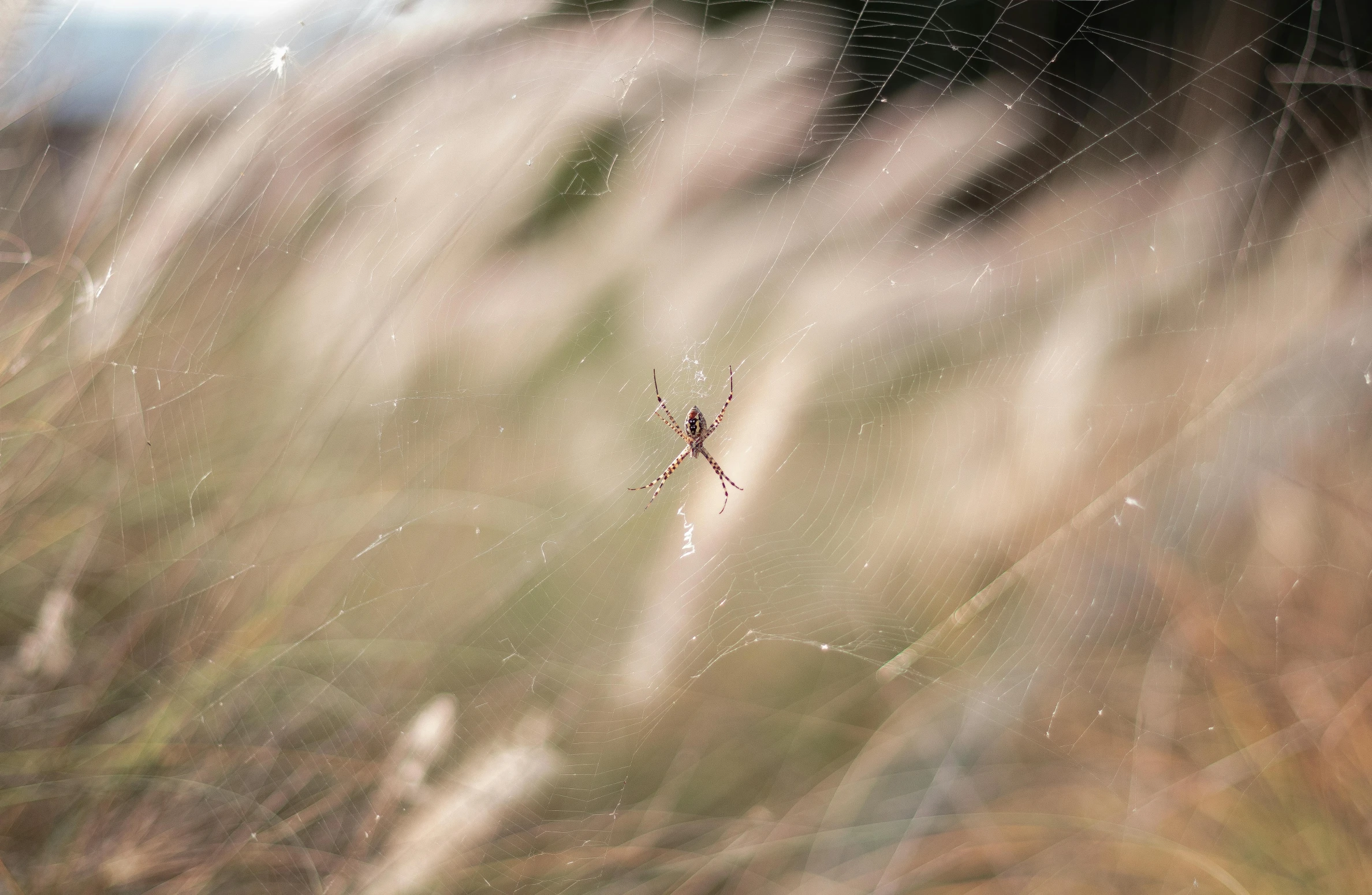 a spider on some grass on a rainy day