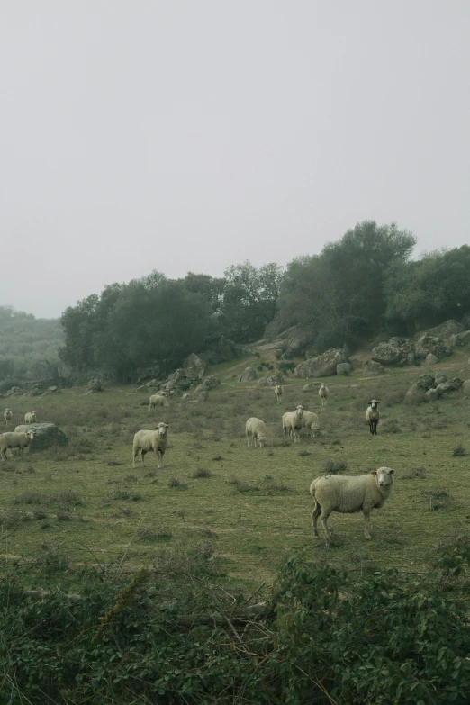 several sheep in a field on a foggy day