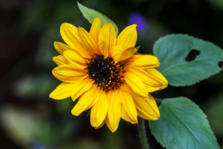 a yellow flower has many green leaves