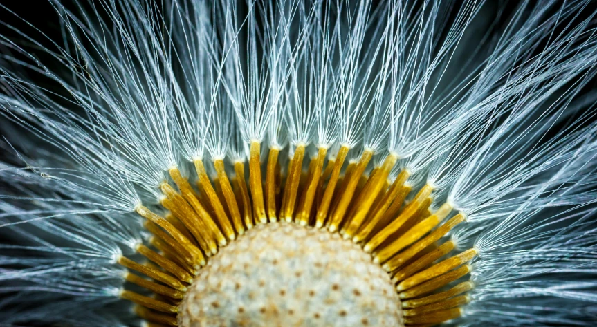 a flower has large, round petals with small flowers on them