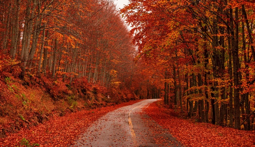 a wet road in an autumn forest during the day