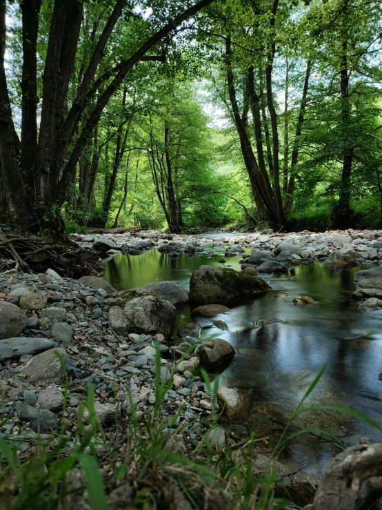 small creek in a forested area with rocks and trees