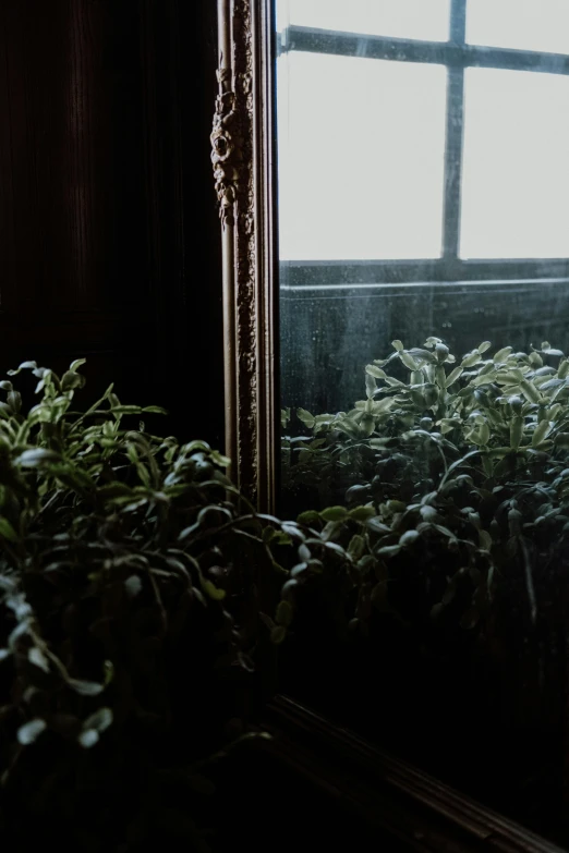 a plant in front of a mirror with a reflection