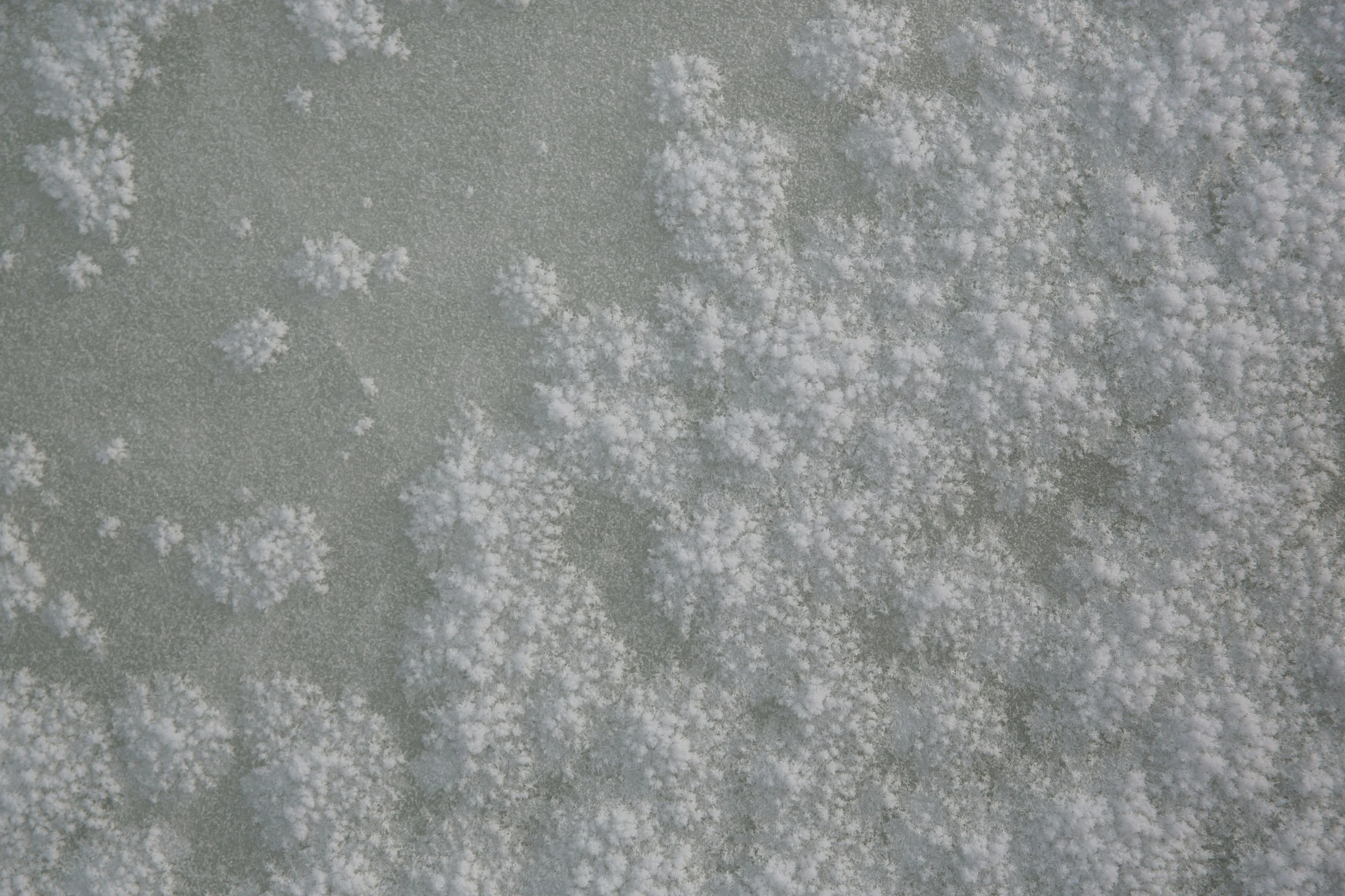 closeup of white fuzzy, flecks and snow on an icy day