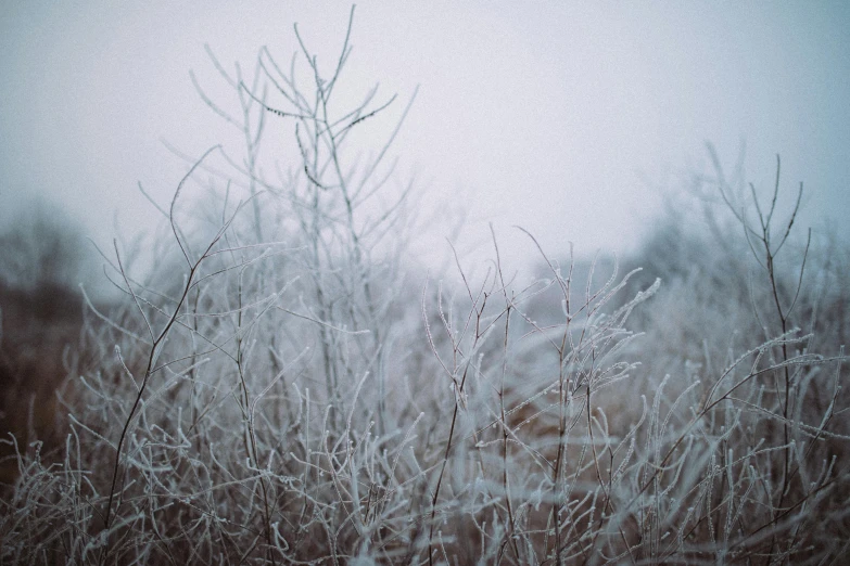 frost covered grass on the ground in the day