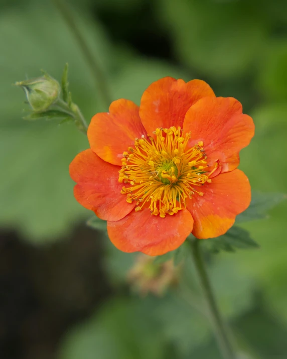 the flower has an orange center and a yellow stamen