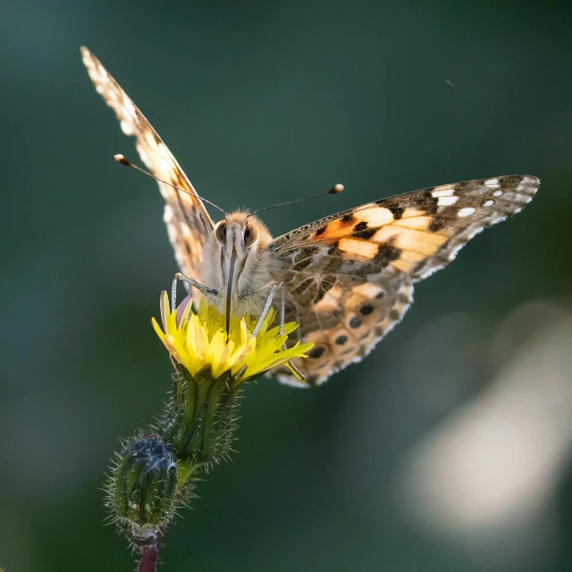 a brown erfly is sitting on a yellow flower