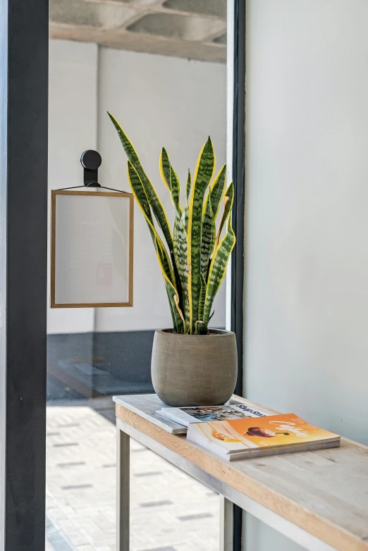 a green plant sits on top of the table