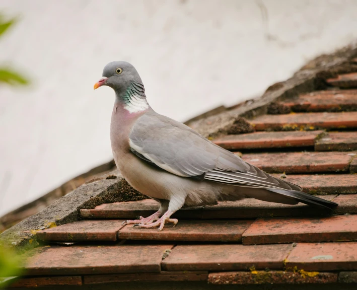 a pigeon sitting on the roof of a building