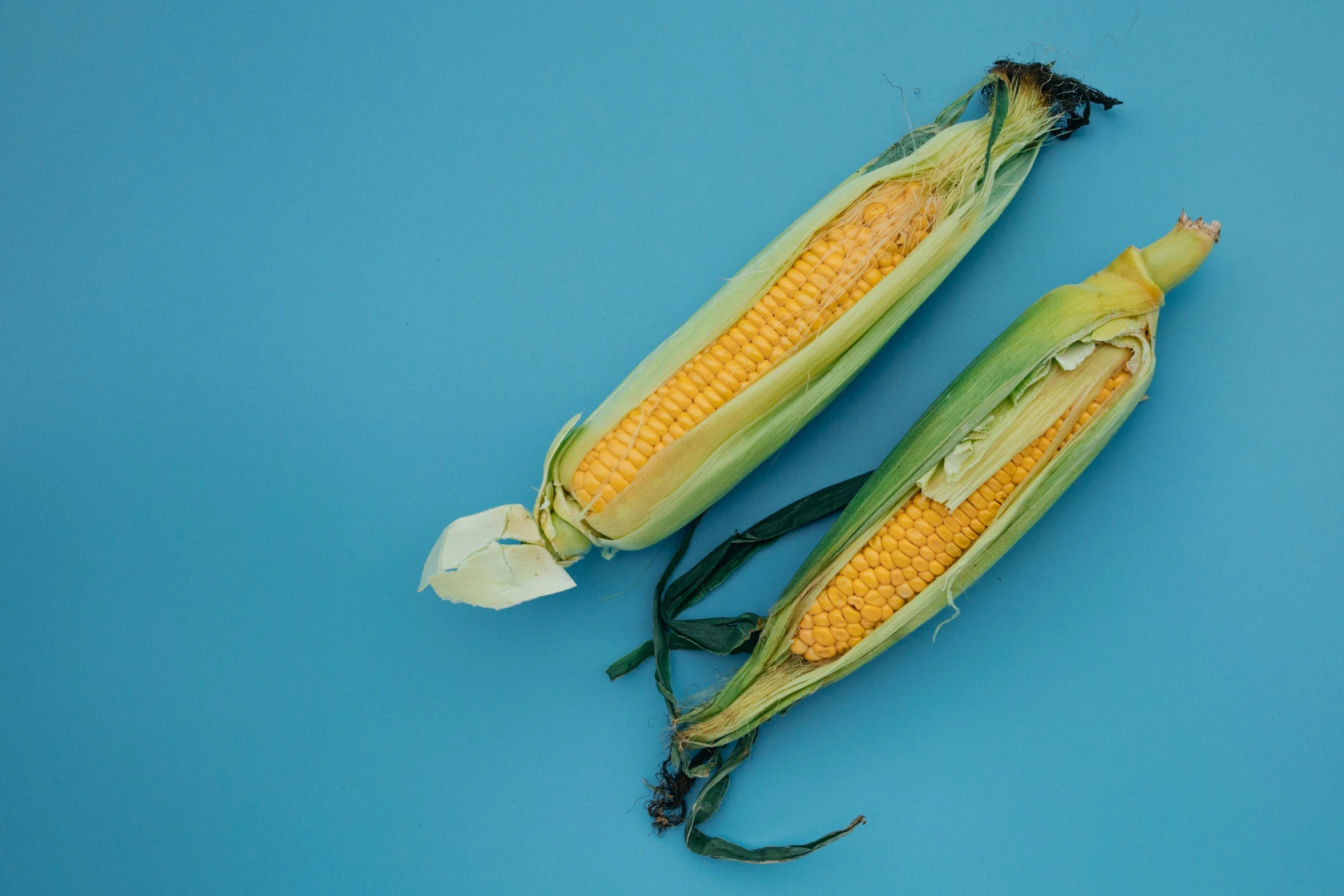 two ears of corn are facing the same direction