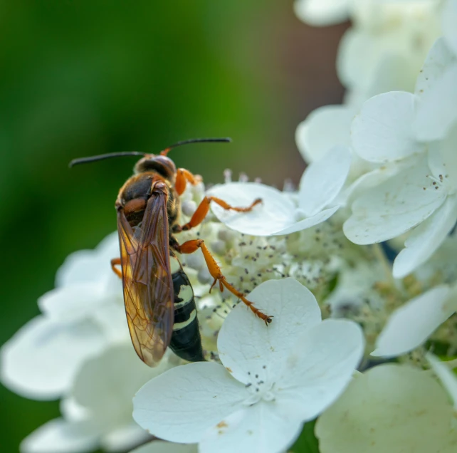 a bug that is sitting on some flowers