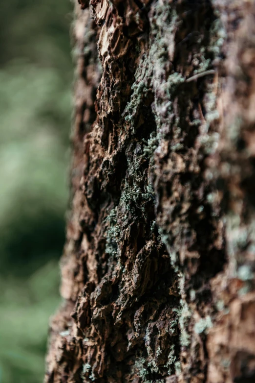 a bark on a tree trunk with moss