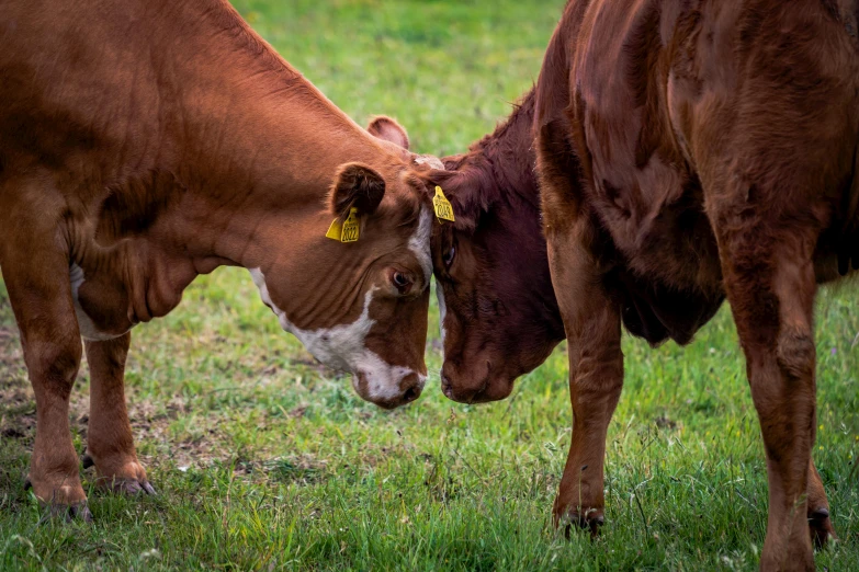 a close up of two cows on a field near grass