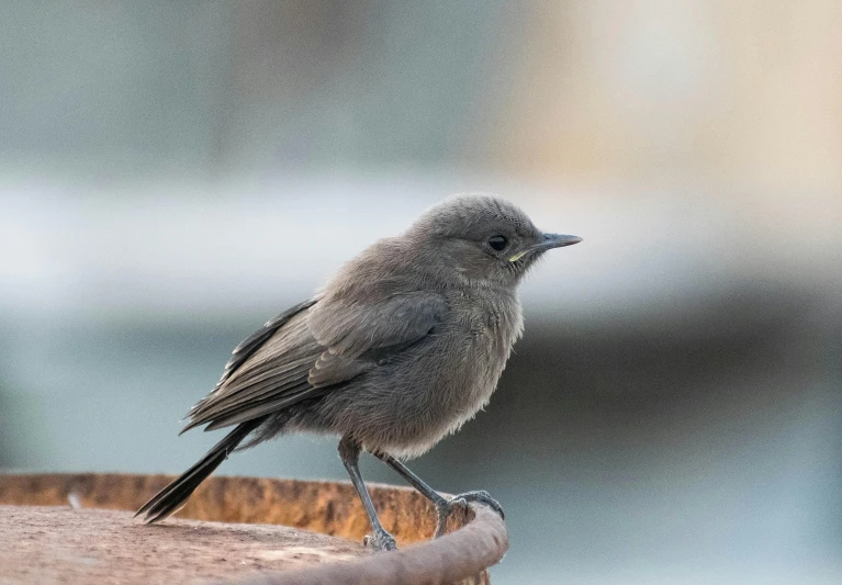 the bird is sitting on top of a wooden stand